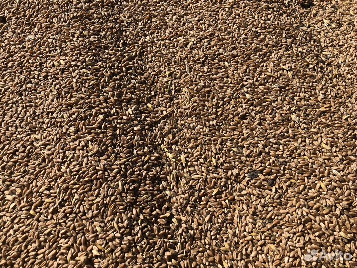 Зерно фуражное