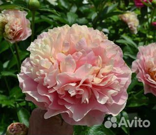 Пионы корни саженцы