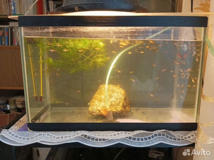 Аквариум с креветками 