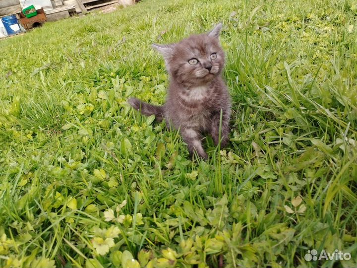 Британские серые котята, девочки