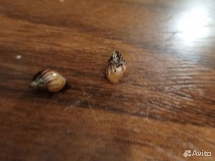 Улитки Ахатины