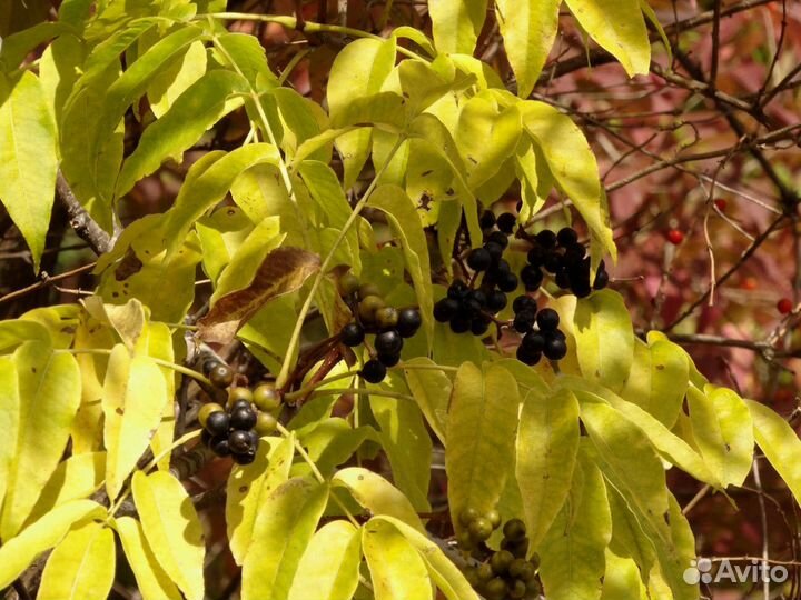 Саженцы Бархат амурский (растения для ландшафта)