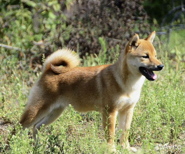 Акита Сиба Девочка