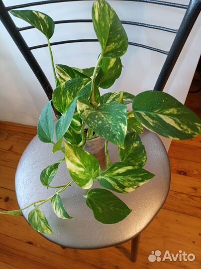 Сциндапсусы