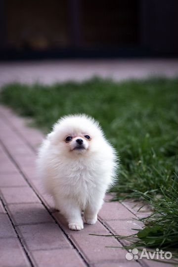 Бомбическая супер мини девочка померанский шпиц