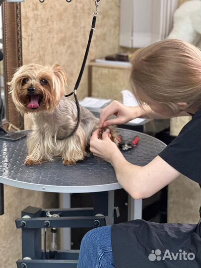 Стрижка, груминг, экспресс-линька собак и кошек