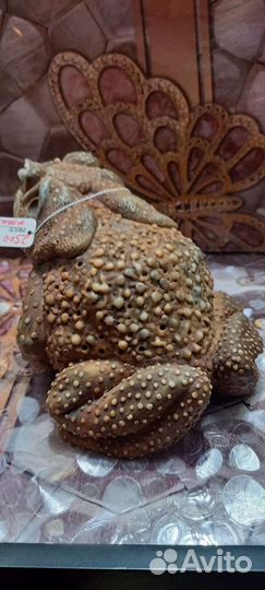 Денежная жаба