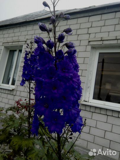 Многолетние цветы