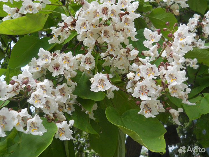 Сирень,Катальпа,Сумах,Каштан,Дуб,Боярышник,Калина