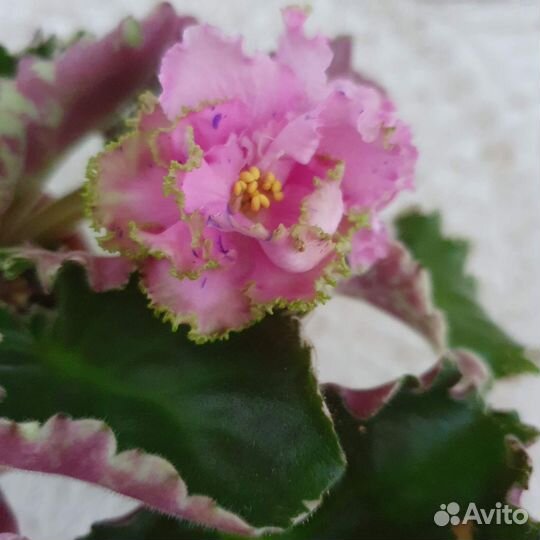 Детки фиалки Радужный ветер