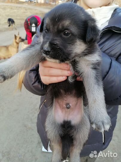 Щенки в добрые руки даром