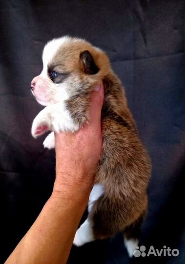 Корги малыши