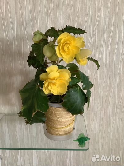 Бегония желтая