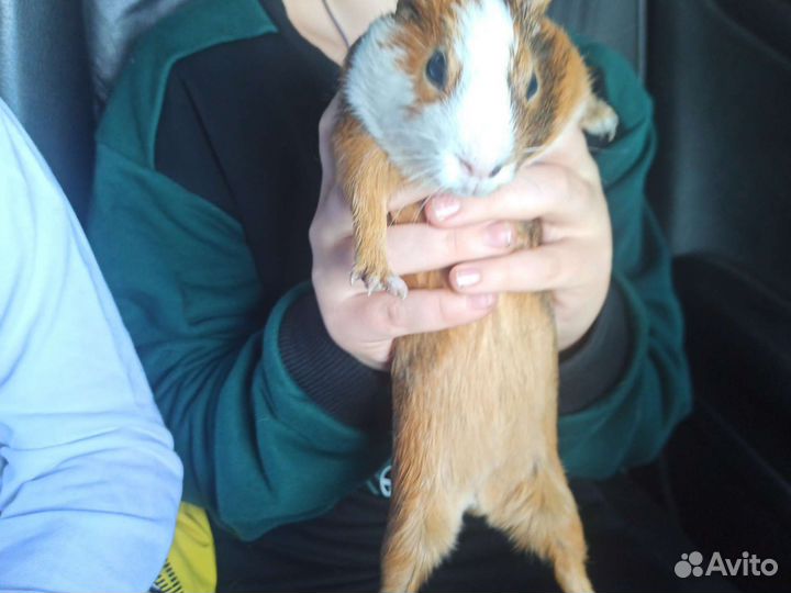 Морская свинка бесплатно