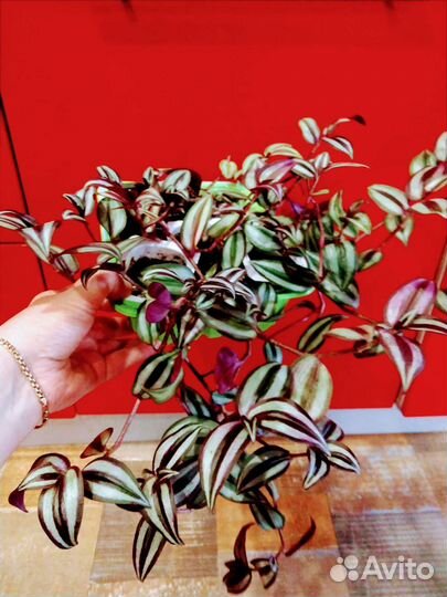 Традесканция зебрина