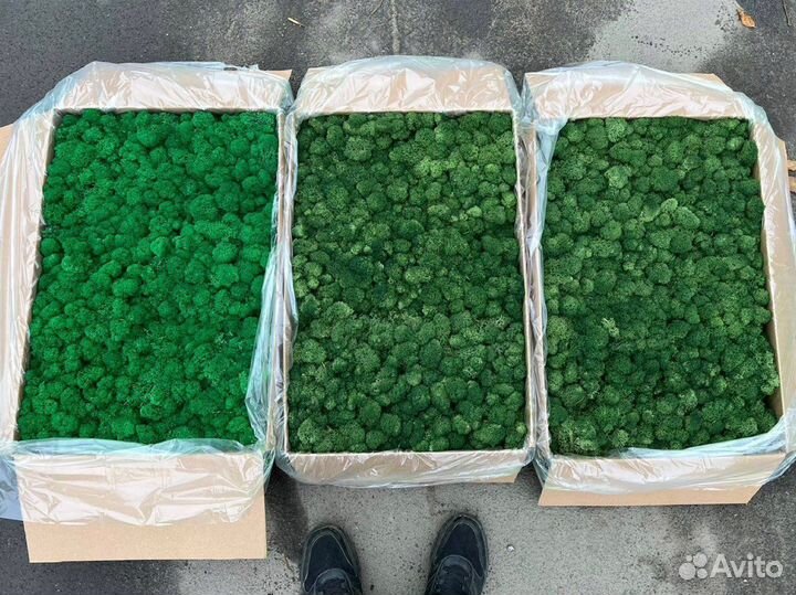 Стабилизированный мох, розница и опт, ягель