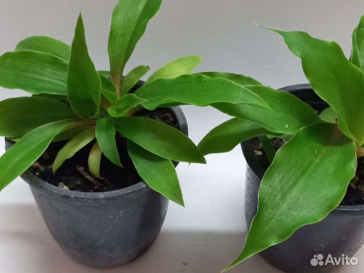 Хлорофитум оранж