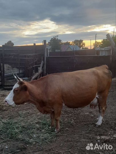 Продажа коров