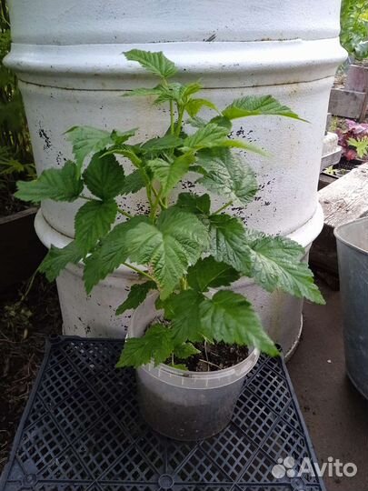 Малина Гордость россии