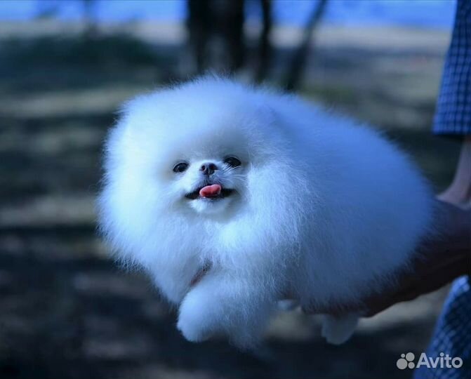 Белый шпиц. Вязка