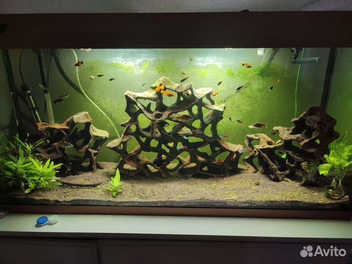 Аквариумные рыбки