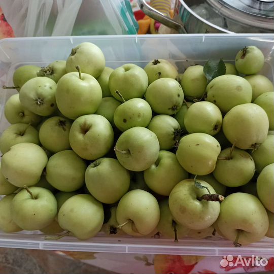 Яблоки