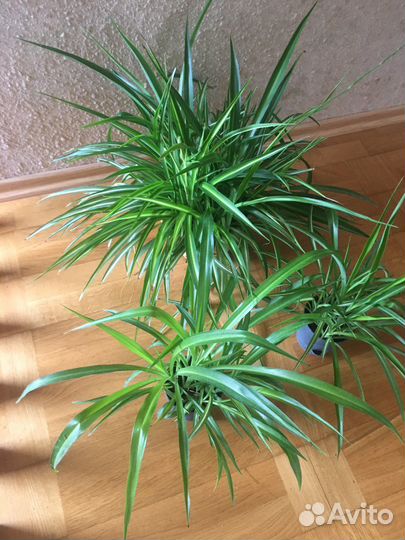 Хлорофитум