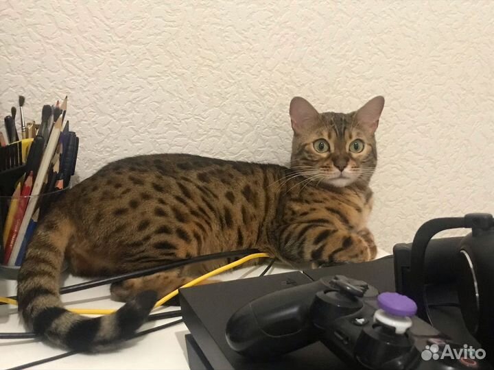 Бенгальская