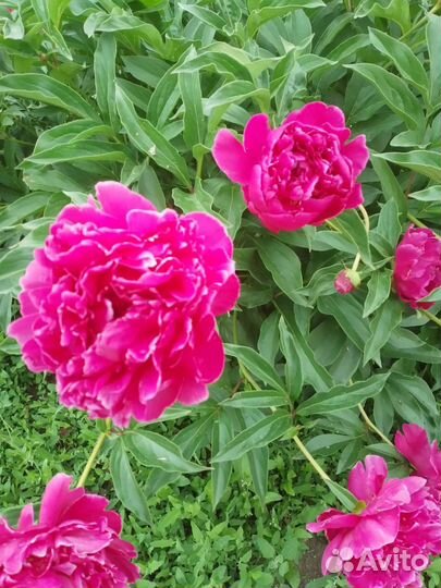 Пион Купена Ирис Вербейник Сныть