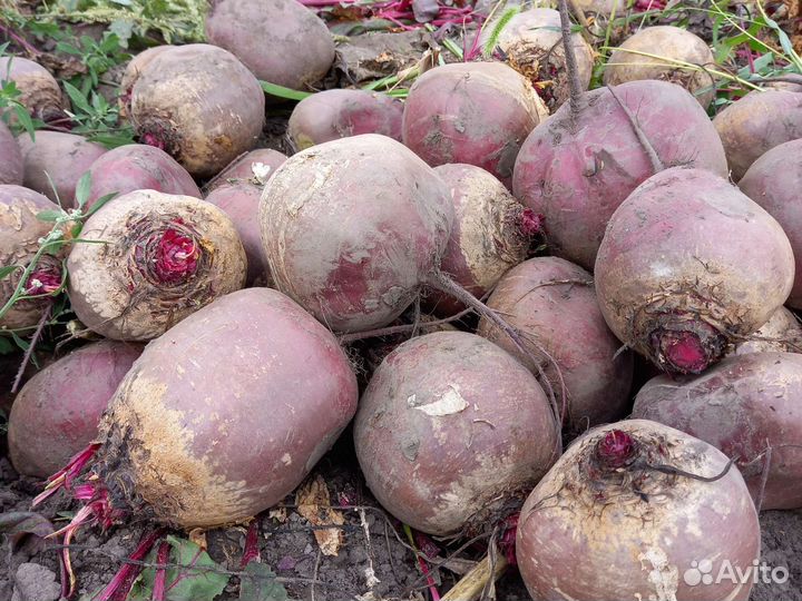 Корма для животных крупная свекла