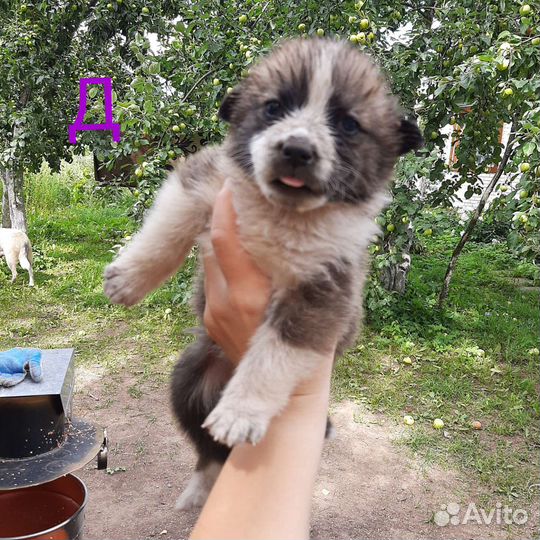 Щенки в добрые руки для Вашего семейного очага