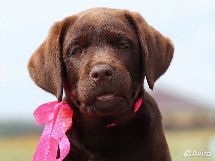 Щенки лабрадора РКФ