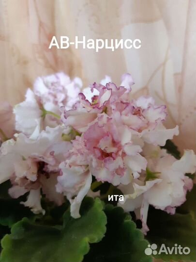 Детки сортовых фиалок