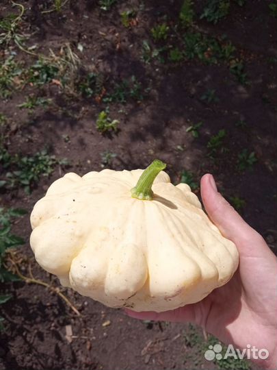 Патиссоны деревенские