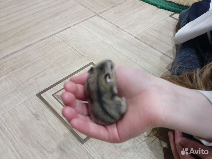 Джунгарский хомяк