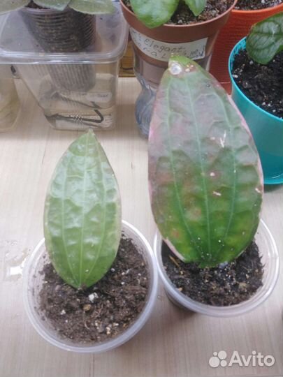 Хойя макрофилла