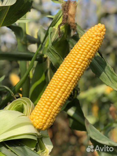 Семена кукурузы 