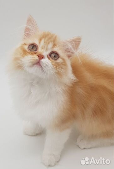 Шотландский котенок- Хайленд-страйт