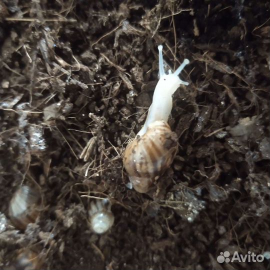 Улитки ахатины бесплатно