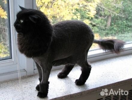 Стрижка котов и кошек с выездом на дом