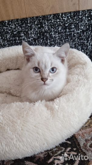 Кошечка бесплатно