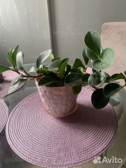 Переромия туполистная