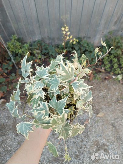 Плющ сортовой вариегатный