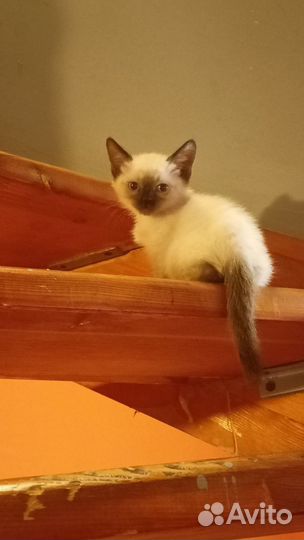 Кошки