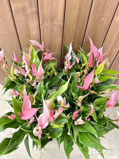 Антуриум лили