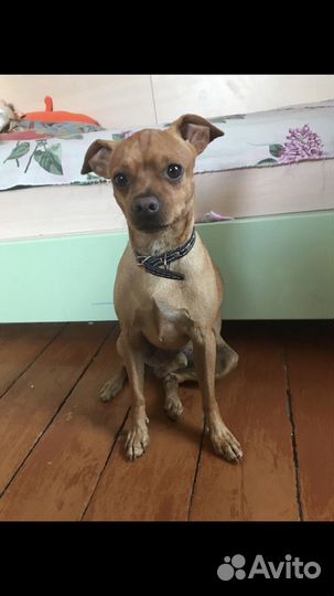 Русский той-терьер