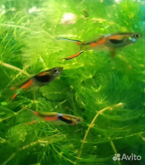 Гуппи Эндлера