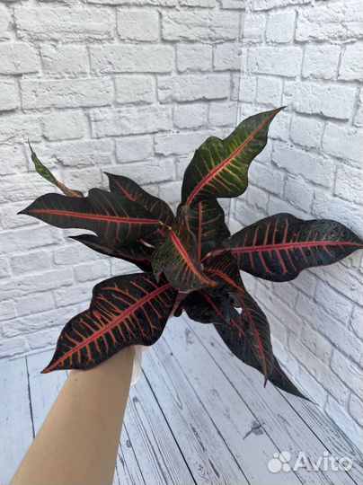 Кротон Нервия