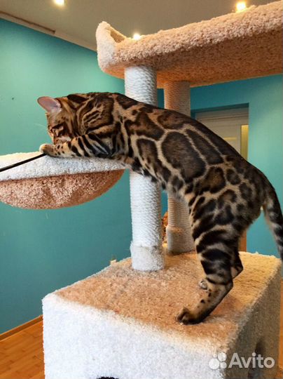 Брутальный бенгальский кот Король Майкл Джексон