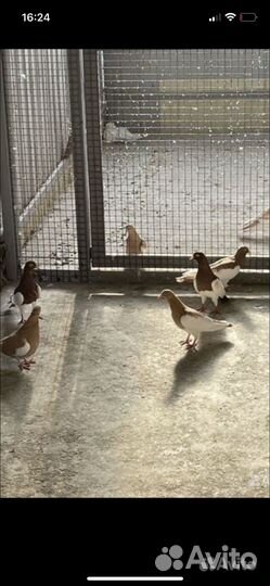 Голуби кормилки